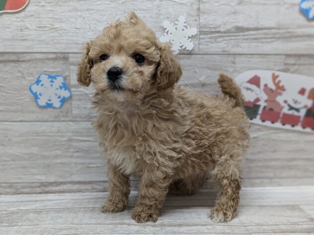 宮城県のハーフ犬・ミックス犬 (アミーゴ多賀城店/2024年10月31日生まれ/男の子/アプリコット)の子犬