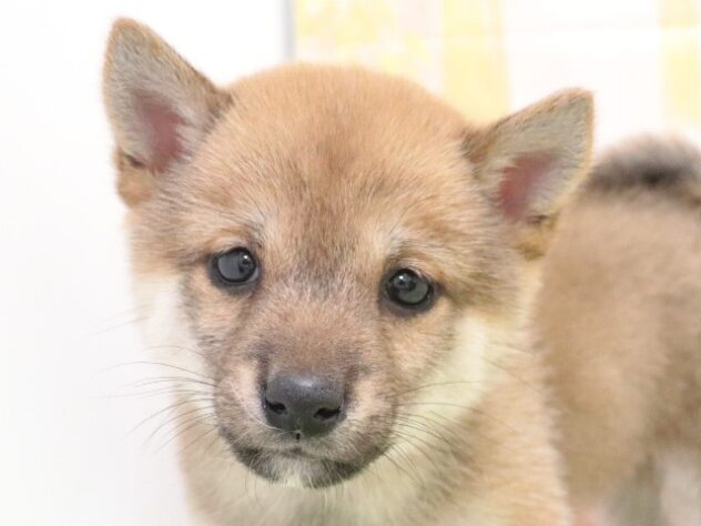 大阪府の豆柴 (アミーゴ鳳店/2024年10月12日生まれ/女の子/赤)の子犬