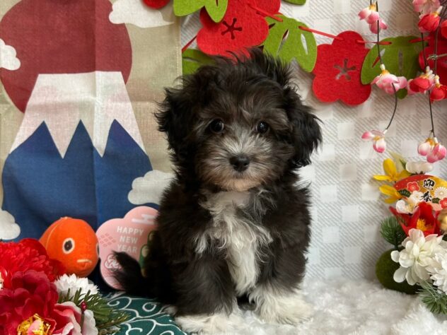 宮城県のハーフ犬・ミックス犬 (アミーゴ古川駅前店/2024年10月21日生まれ/男の子/シルバーベージュ)の子犬