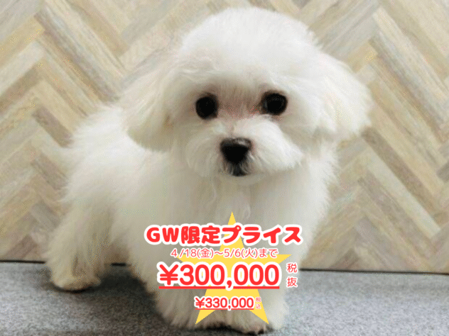 岡山県のマルチーズ (アミーゴ水島店/2024年7月16日生まれ/女の子/ホワイト)の子犬