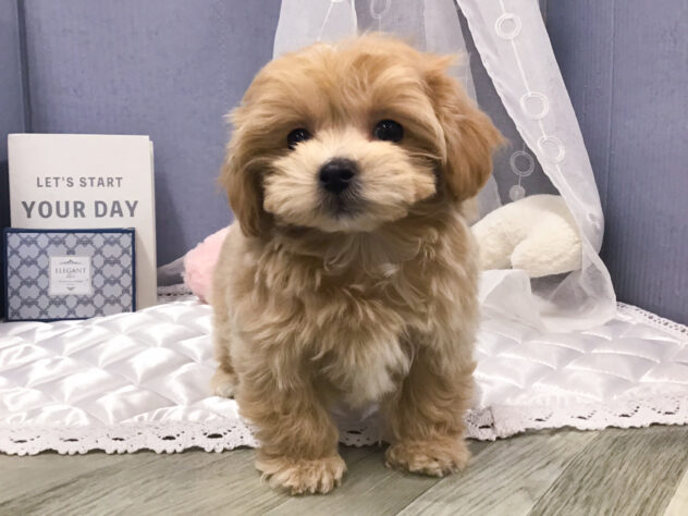 愛知県のハーフ犬・ミックス犬 (アミーゴ知立店/2024年10月21日生まれ/男の子/アプリコット)の子犬