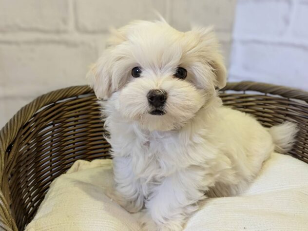 秋田県のマルチーズ (アミーゴ秋田茨島店/2024年9月22日生まれ/女の子/ホワイト)の子犬