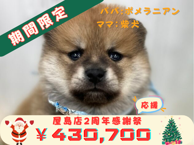 香川県のハーフ犬・ミックス犬 (アミーゴ高松店/2024年10月5日生まれ/男の子/赤)の子犬