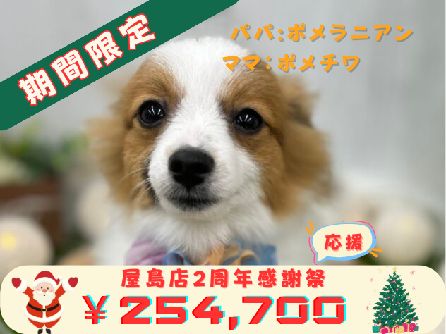 香川県のハーフ犬・ミックス犬 (アミーゴ高松店/2024年7月9日生まれ/男の子/パーティーカラー)の子犬