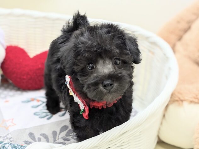 福島県のハーフ犬・ミックス犬 (アミーゴ会津若松店/2024年10月5日生まれ/男の子/ブラック)の子犬