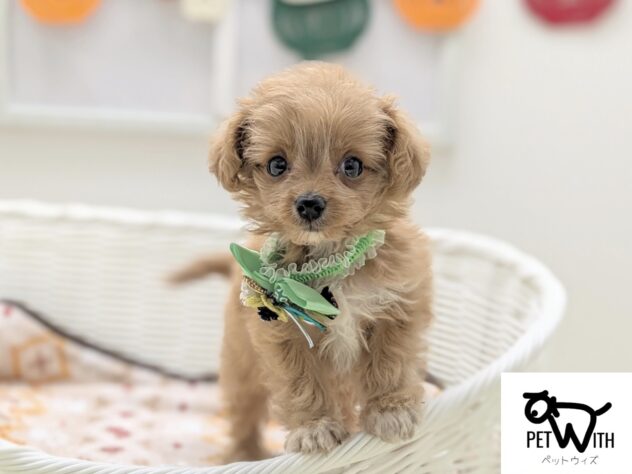 福島県のハーフ犬・ミックス犬 (アミーゴ会津若松店/2024年10月28日生まれ/男の子/アプリコット)の子犬