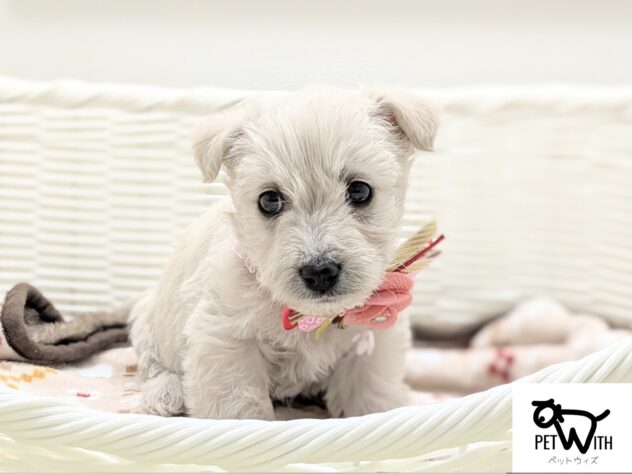 福島県のハーフ犬・ミックス犬 (アミーゴ会津若松店/2024年10月27日生まれ/女の子/ホワイト)の子犬