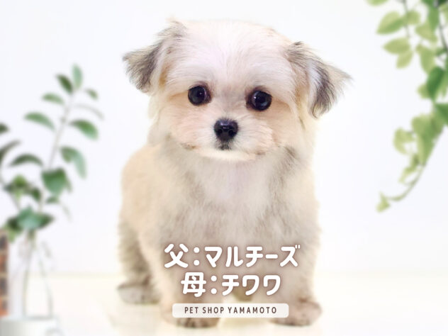 岡山県のハーフ犬・ミックス犬 (アミーゴ大安寺店/2024年10月11日生まれ/女の子/フォーンホワイト)の子犬