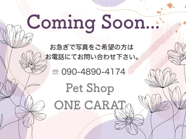 兵庫県のハーフ犬・ミックス犬 (アミーゴ姫路飾磨店/2024年6月29日生まれ/男の子/ホワイト)の子犬