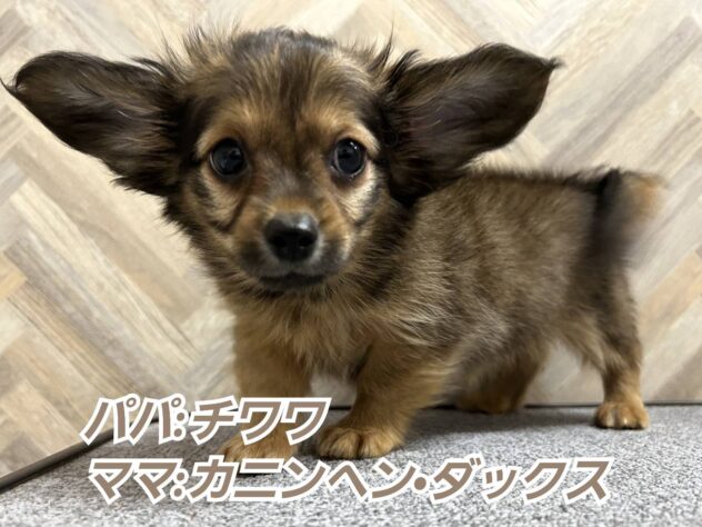 岡山県のハーフ犬・ミックス犬 (アミーゴ水島店/2024年10月22日生まれ/男の子/レッド)の子犬