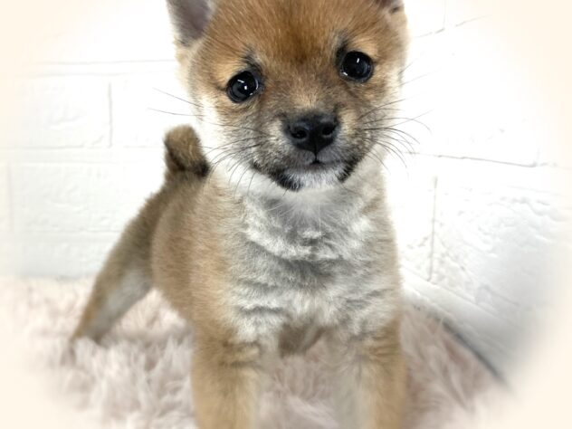 岡山県の豆柴 (アミーゴ津山店/2024年10月13日生まれ/女の子/赤)の子犬