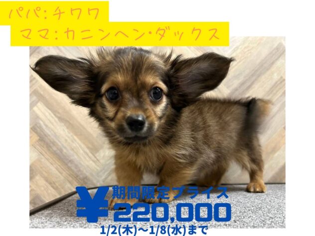 岡山県のハーフ犬・ミックス犬 (アミーゴ水島店/2024年10月22日生まれ/男の子/レッド)の子犬