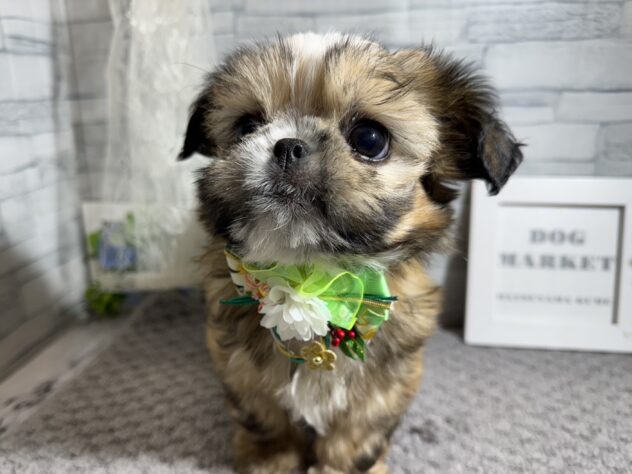 愛媛県のハーフ犬・ミックス犬 (アミーゴ松山久米店/2024年10月26日生まれ/男の子/レッドホワイト)の子犬