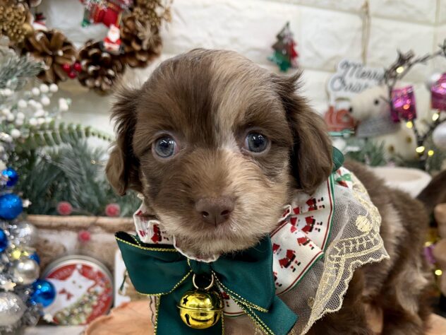 兵庫県のハーフ犬・ミックス犬 (アミーゴ姫路花田店/2024年10月21日生まれ/男の子/チョコレートダップル)の子犬