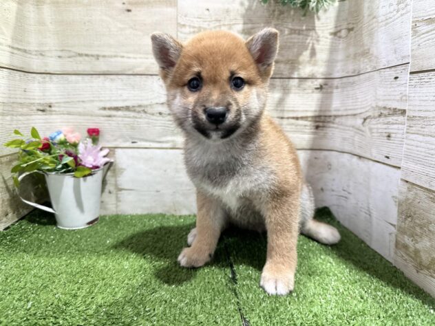 徳島県の豆柴 (アミーゴ徳島沖浜店/2024年10月13日生まれ/男の子/黒)の子犬