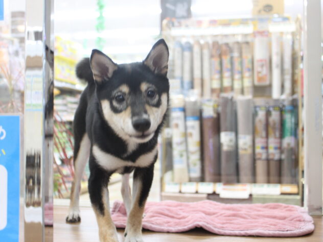 愛媛県の豆柴 (アミーゴ今治店/2024年7月21日生まれ/女の子/黒)の子犬