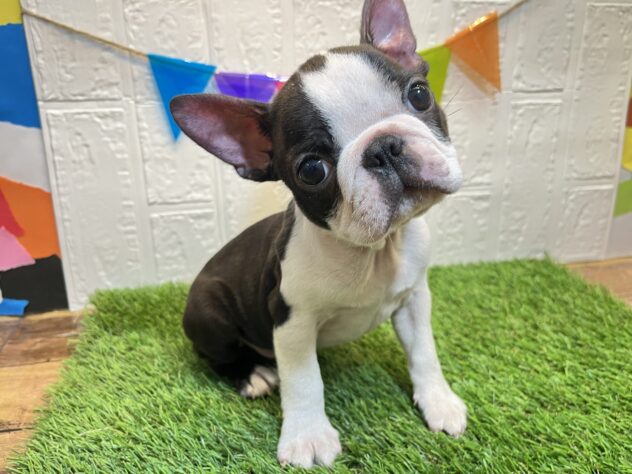 宮城県のボストンテリア (アミーゴ仙台富沢店/2024年9月8日生まれ/男の子/ボストンカラー)の子犬