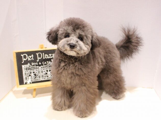 兵庫県のトイプードル(トイ) (アミーゴつかしん店/2024年10月6日生まれ/女の子/シルバー)の子犬