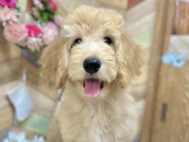 高知県のハーフ犬・ミックス犬 (アミーゴ高知店/2024年9月11日生まれ/男の子/クリーム)の子犬