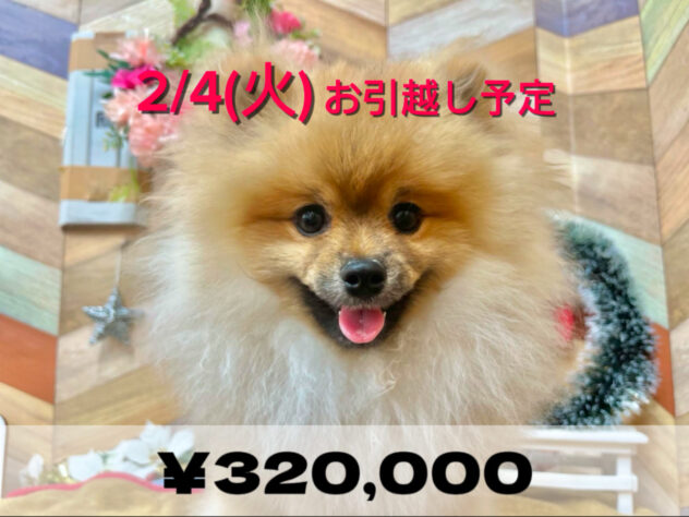 高知県のポメラニアン (アミーゴ高知店/2024年6月5日生まれ/男の子/オレンジ)の子犬