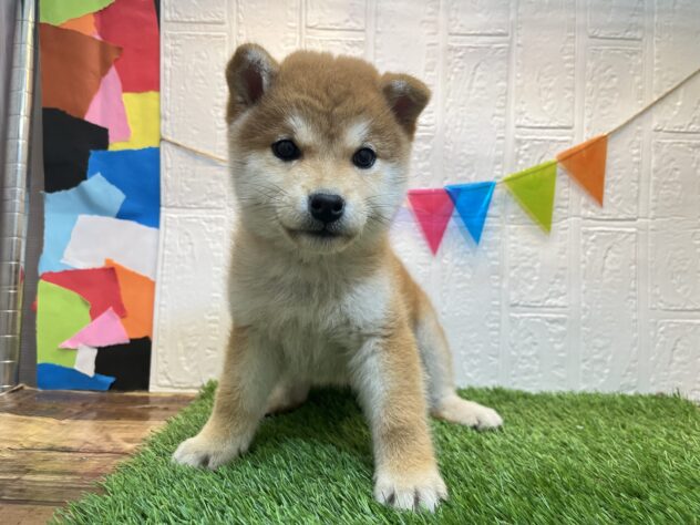 宮城県の柴犬(標準サイズ) (アミーゴ仙台富沢店/2024年9月23日生まれ/男の子/赤)の子犬