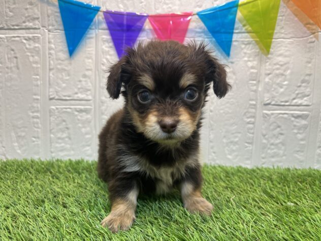 宮城県のハーフ犬・ミックス犬 (アミーゴ仙台富沢店/2024年10月1日生まれ/男の子/チョコレートタン)の子犬