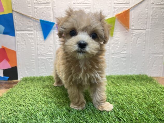 宮城県のハーフ犬・ミックス犬 (アミーゴ仙台富沢店/2024年9月23日生まれ/女の子/アプリコット)の子犬