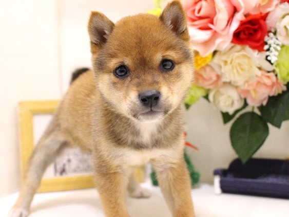 兵庫県の豆柴 (アミーゴ三田店/2024年10月20日生まれ/女の子/赤)の子犬