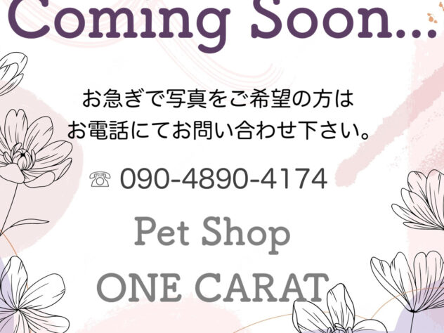 兵庫県のハーフ犬・ミックス犬 (アミーゴ姫路飾磨店/2024年7月27日生まれ/男の子/ホワイト)の子犬