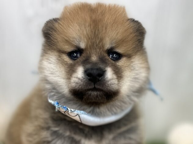 香川県のハーフ犬・ミックス犬 (アミーゴ高松店/2024年10月5日生まれ/男の子/赤)の子犬