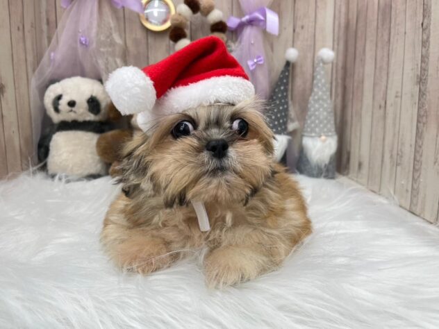 岡山県のハーフ犬・ミックス犬 (アミーゴ高屋店/2024年8月10日生まれ/男の子/フォーン)の子犬