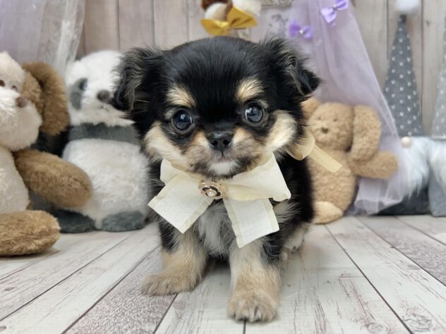 岡山県のチワワ(ロング) (アミーゴ高屋店/2024年10月16日生まれ/女の子/ブラックタン)の子犬