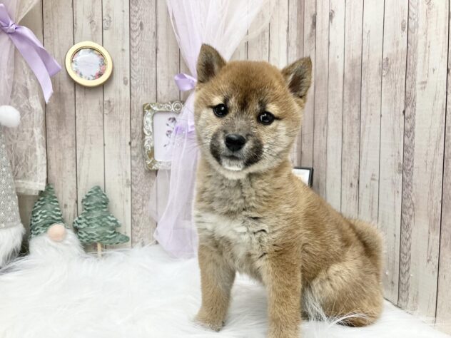 岡山県の柴犬(標準サイズ) (アミーゴ高屋店/2024年10月24日生まれ/女の子/赤)の子犬