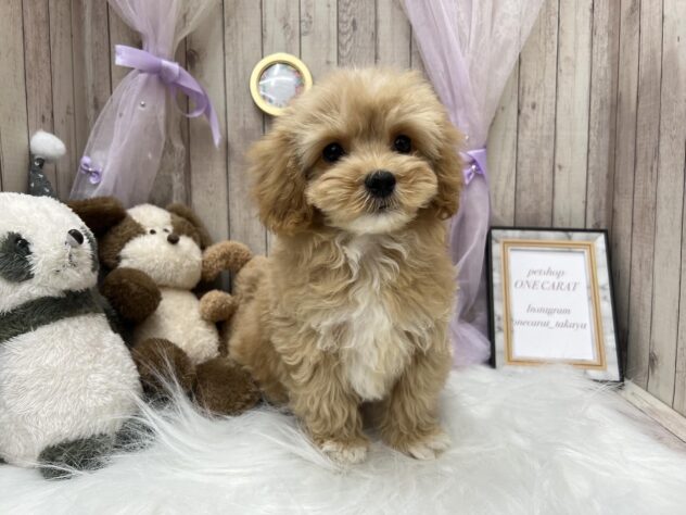 岡山県のハーフ犬・ミックス犬 (アミーゴ高屋店/2024年10月15日生まれ/男の子/クリーム)の子犬