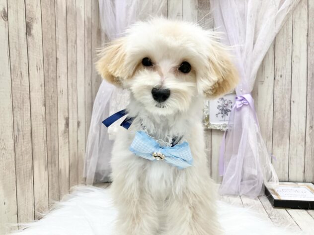 岡山県のハーフ犬・ミックス犬 (アミーゴ高屋店/2024年7月16日生まれ/男の子/クリーム)の子犬