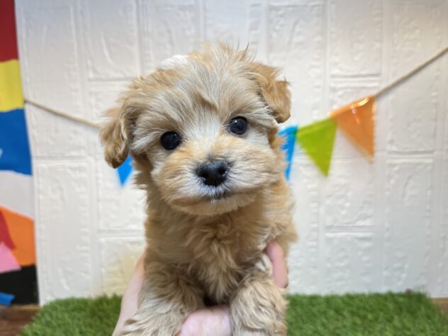 宮城県のハーフ犬・ミックス犬 (アミーゴ仙台富沢店/2024年10月6日生まれ/男の子/アプリコット)の子犬