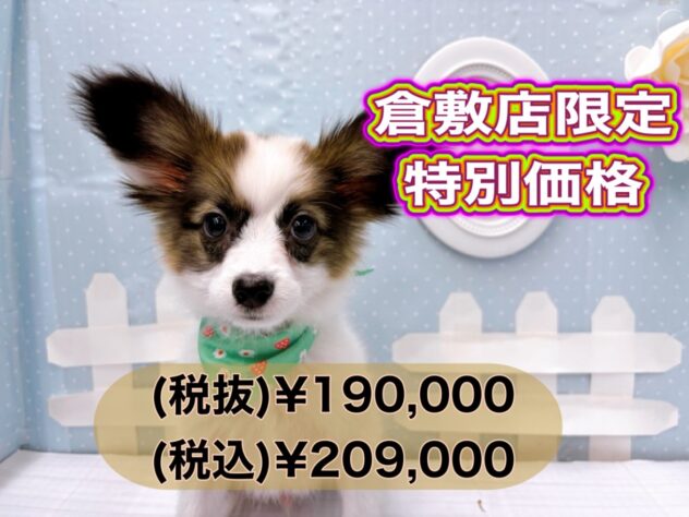 岡山県のパピヨン (アミーゴ倉敷店/2024年10月29日生まれ/男の子/ホワイトセーブル)の子犬