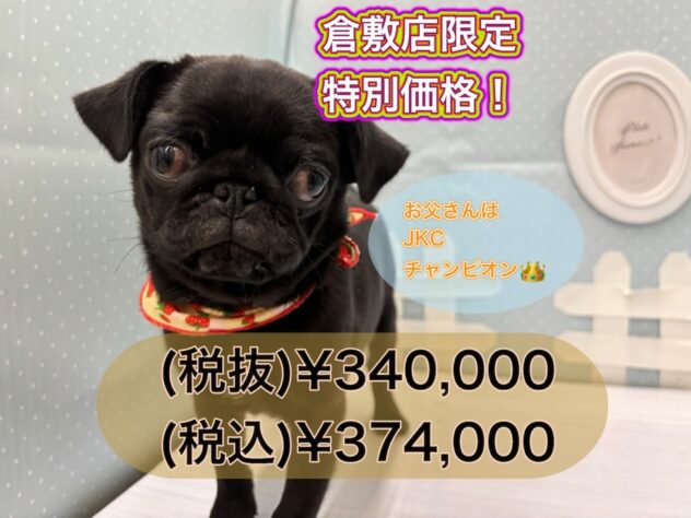 岡山県のパグ (アミーゴ倉敷店/2024年8月12日生まれ/女の子/ブラック)の子犬