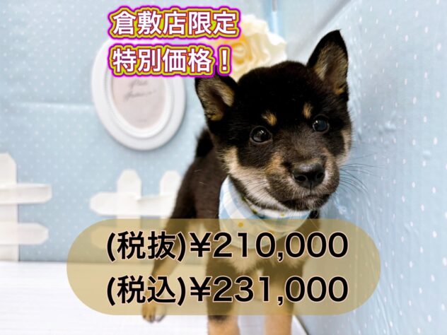 岡山県の豆柴 (アミーゴ倉敷店/2024年9月7日生まれ/男の子/黒)の子犬