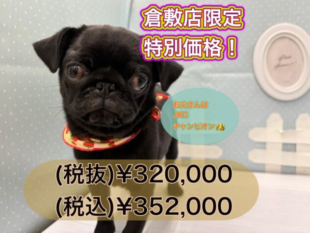 岡山県のパグ (アミーゴ倉敷店/2024年8月12日生まれ/女の子/ブラック)の子犬