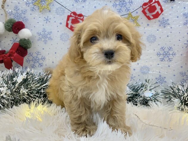 兵庫県のハーフ犬・ミックス犬 (アミーゴ姫路飾磨店/2024年10月15日生まれ/男の子/クリーム)の子犬