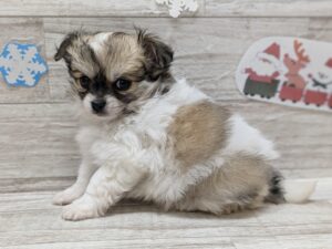 秋田県のチワワ(ロング) (アミーゴ横手店/2024年10月9日生まれ/男の子/パーティーカラー)の子犬