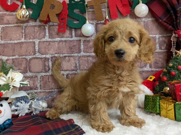 宮城県のハーフ犬・ミックス犬 (アミーゴ古川駅前店/2024年10月22日生まれ/男の子/レッド)の子犬