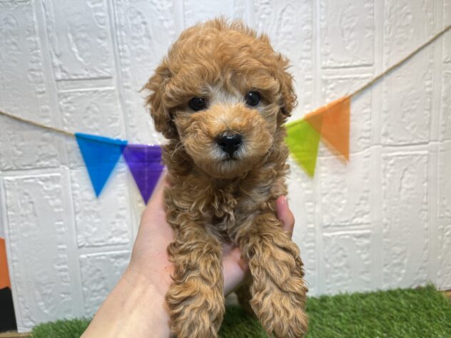 福島県のトイプードル(トイ) (アミーゴ郡山南店/2024年10月16日生まれ/男の子/レッド)の子犬