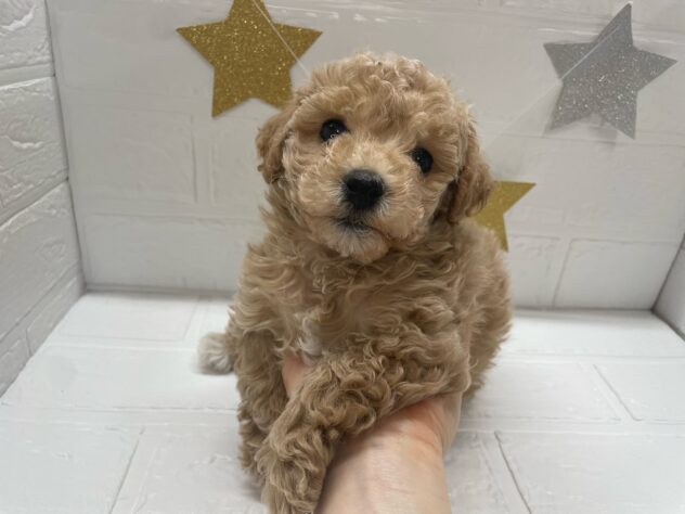 宮城県のハーフ犬・ミックス犬 (アミーゴ仙台富沢店/2024年10月31日生まれ/女の子/アプリコット)の子犬