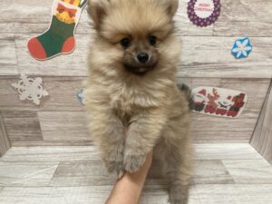 岩手県のポメラニアン (アミーゴ一関店/2024年9月29日生まれ/男の子/クリームセーブル)の子犬