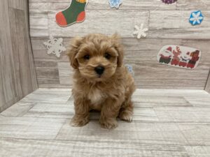 岩手県のハーフ犬・ミックス犬 (アミーゴ一関店/2024年10月3日生まれ/男の子/アプリコット)の子犬