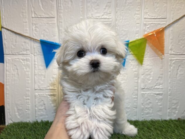 福島県のマルチーズ (アミーゴ郡山南店/2024年10月8日生まれ/男の子/ホワイト)の子犬