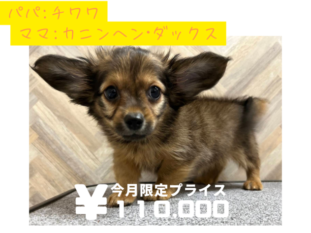 岡山県のハーフ犬・ミックス犬 (アミーゴ水島店/2024年10月22日生まれ/男の子/レッド)の子犬