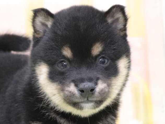 大阪府の豆柴 (アミーゴ鳳店/2024年12月2日生まれ/女の子/黒)の子犬